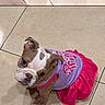 Gracilyn is registered to the contest to win money with this photo: animal, bulldog, canine, clothing, cute, dog, dress, floor, indoor, looking_up, pet, pink, puppy, purple, shadow, sitting, small, tile, tile_floor, young