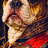 Gracilyn is registered to the contest to win money with this photo: bulldog, dog, portrait, costume, military_uniform, red_sash, gold_embroidery, animal, pet, closeup, face, expression, decorative, vintage_style, historical, regal, ornate, detailed, canine, majestic
