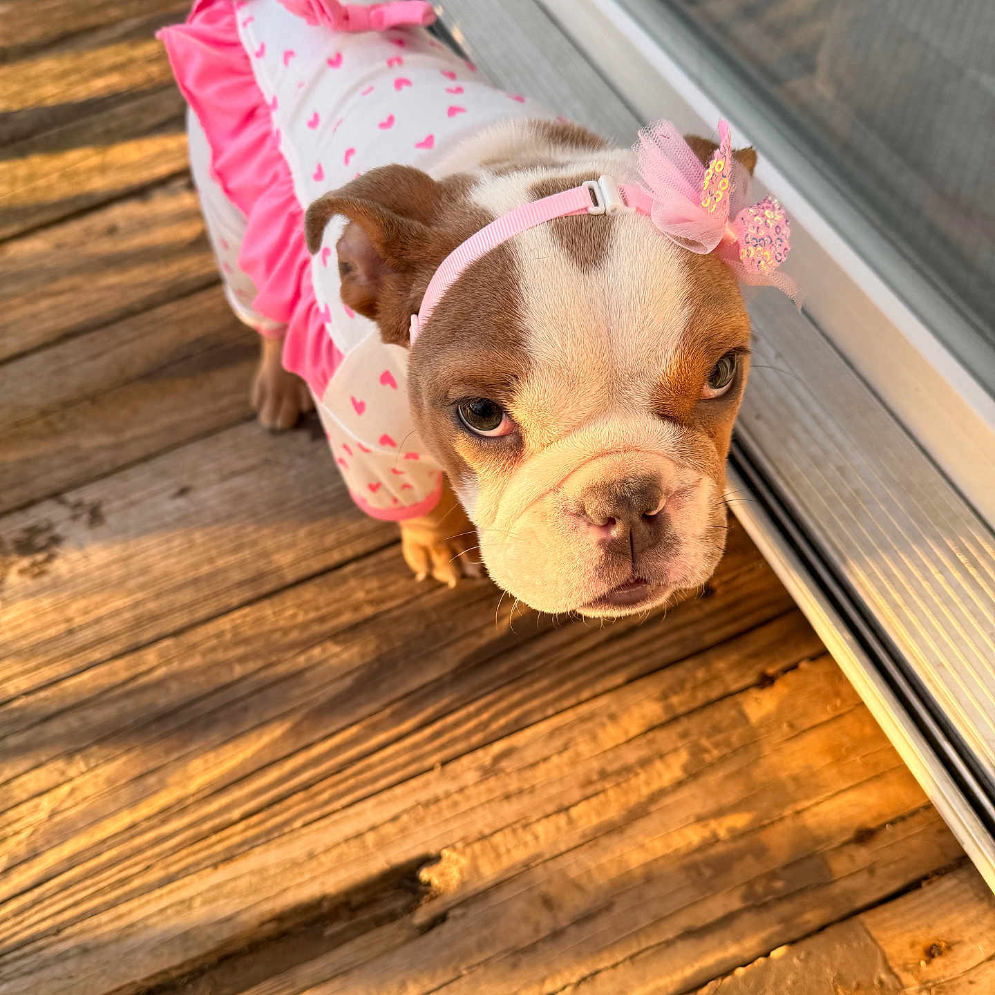 Gracilyn is registered to the contest to win money with this photo: dog, puppy, bulldog, pink_clothing, headband, bow, wooden_deck, sunlight, outdoor, pet, cute, small_dog, looking_up, adorable, animal, young_dog, clothing, pink, white, ears