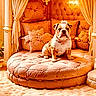 Gracilyn joined the competition — help win amazing prizes! bulldog, dog, pet, plush_cushion, luxury, indoor, carpet, chandelier, curtains, pillows, tufted, furniture, cozy, decor, wooden_floor, portrait, animal, canine, home, regal