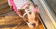 Gracilyn is registered to the contest to win money with this photo: bulldog, puppy, dog, pet, clothing, pink_bow, heart_pattern, outdoor, wooden_deck, sunlight, golden_hour, closed_eyes, cute, adorable, headband, standing, reflection, glass_door, warm_light, animal