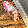 bulldog, puppy, dog, pet, clothing, pink_bow, heart_pattern, outdoor, wooden_deck, sunlight, golden_hour, closed_eyes, cute, adorable, headband, standing, reflection, glass_door, warm_light, animal