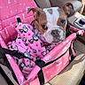 Gracilyn is registered to the contest to win money with this photo: animal, animal_portrait, blanket, bulldog, car, car_interior, comfort, cozy, cute, dog, indoor, leather_seat, pet, pet_car_seat, pink, puppy, seatbelt, snoopy_pattern, vehicle, young_dog
