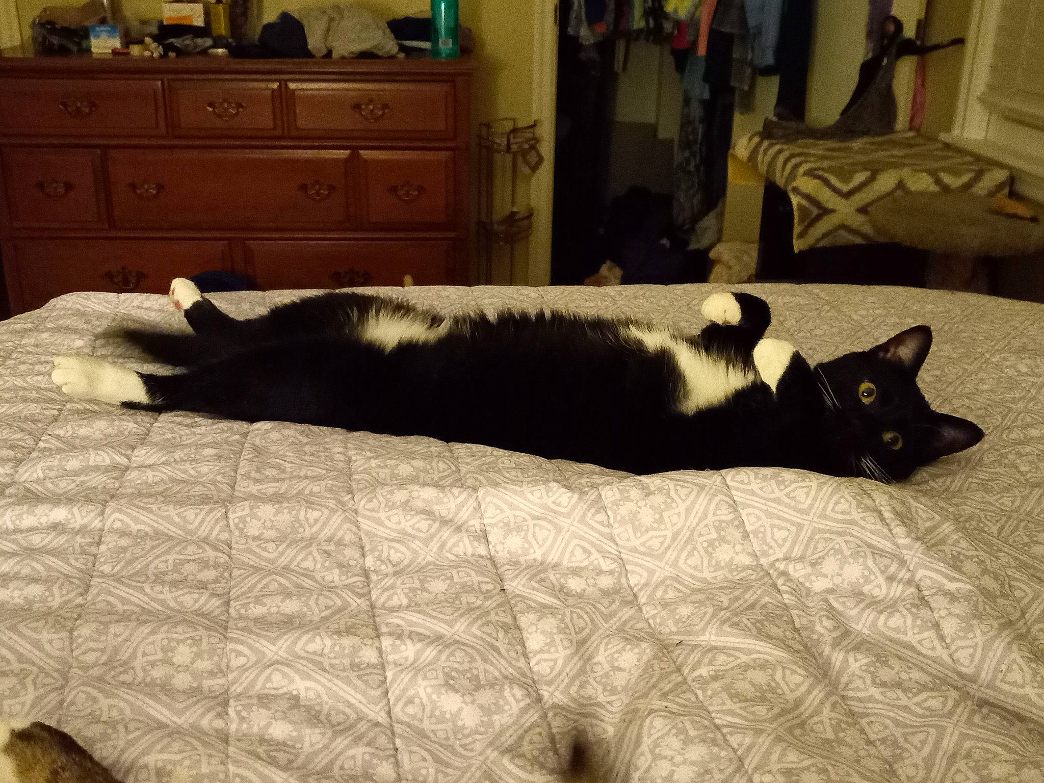 Dixie Lily is registered to the contest to win money with this photo: cabinetry, carnivore, cat, chest_of_drawers, comfort, companion_dog, drawer, dresser, felidae, floor, flooring, grey, hardwood, linens, room, small_to_medium_sized_cats, tail, tints_and_shades, whiskers, wood