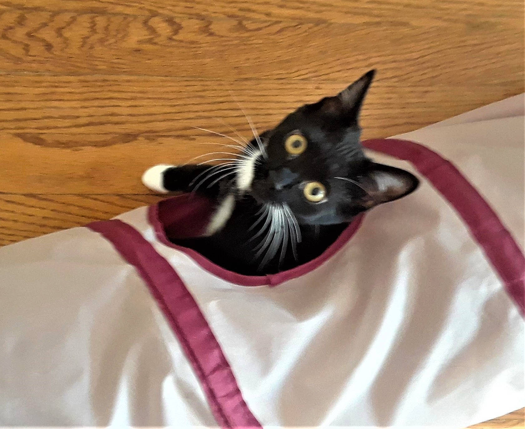 Dixie Lily is registered to the contest to win money with this photo: black_cat, bombay, carnivore, cat, cat_supply, comfort, domestic_short_haired_cat, felidae, flooring, fur, hardwood, linens, paw, pet_supply, small_to_medium_sized_cats, snout, tail, whiskers, wood, wood_flooring