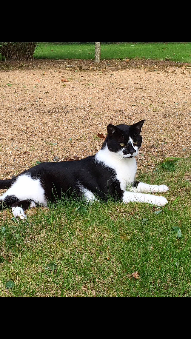 Cacahuète a rejoint le concours — aidez-le/la à gagner de superbes lots ! border_collie, canidae, carnivore, cat, domestic_short_haired_cat, felidae, grass, karelian_bear_dog, lawn, mammal, plant, polydactyl_cat, small_to_medium_sized_cats, tail, whiskers