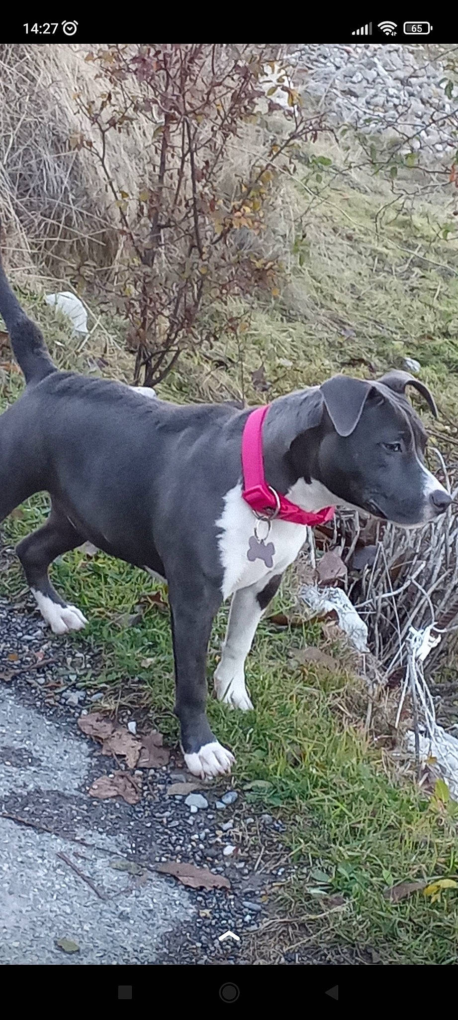 Akila a rejoint le concours — aidez-le/la à gagner de superbes lots ! canidae, carnivore, collar, companion_dog, dog, dog_breed, dog_collar, dog_supply, fawn, grass, hunting_dog, leash, non_sporting_group, pet_supply, plant, snout, sporting_group, tail, working_animal, working_dog