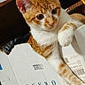 cat, orange, white, cardboard_box, indoor, pet, fur, whiskers, curious, paw, close_up, animal, feline, face, ears, relaxed, box, domestic_animal, looking, cute