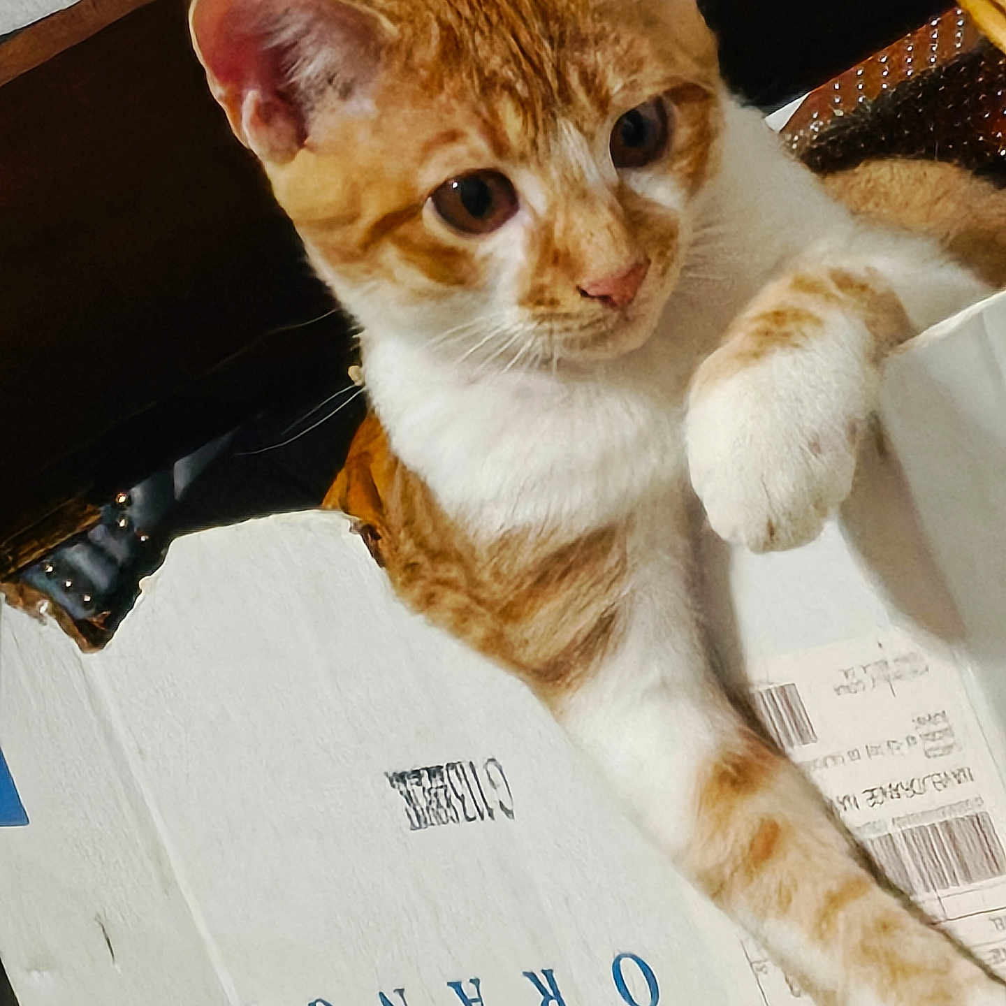 Garfield is registered to the contest to win money with this photo: cat, orange, white, cardboard_box, indoor, pet, fur, whiskers, curious, paw, close_up, animal, feline, face, ears, relaxed, box, domestic_animal, looking, cute