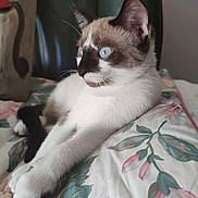 Timoon participe au concours pour gagner de l'argent avec cette photo : cat, blue_eyes, floral_blanket, stretching, white_fur, brown_markings, indoor, furniture, chair, wood, relaxed, pet, cute, animal, portrait, cozy, domestic, whiskers, ears, paws