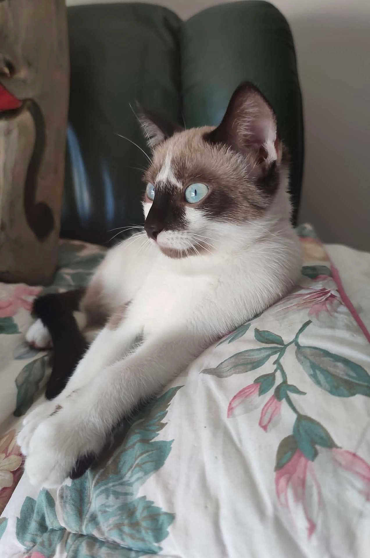 Timoon participe au concours pour gagner de l'argent avec cette photo : cat, blue_eyes, floral_blanket, stretching, white_fur, brown_markings, indoor, furniture, chair, wood, relaxed, pet, cute, animal, portrait, cozy, domestic, whiskers, ears, paws