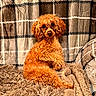dog, poodle, curly_hair, apricot_coat, pet, portrait, sitting, indoors, blanket, couch, cozy, fluffy, brown, orange, cute, looking_at_camera, canine, home, textile, closeup