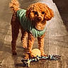 Gigi is registered to the contest to win money with this photo: dog, puppy, curly_hair, brown_fur, green_shirt, wearing_clothes, standing, rope_toy, toy, indoors, floor, sunlight, shadow, pet, animal, portrait, front_view, fluffy, playful, home