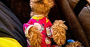 Gigi joined the competition — help win amazing prizes! dog, puppy, small_dog, fluffy, brown_fur, belly_up, lying_down, pet_clothing, pink_outfit, colorful_toy, polka_dot_toy, couch, blanket, indoor, cozy, cute, playful, relaxed, portrait, animal