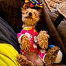 dog, puppy, small_dog, fluffy, brown_fur, belly_up, lying_down, pet_clothing, pink_outfit, colorful_toy, polka_dot_toy, couch, blanket, indoor, cozy, cute, playful, relaxed, portrait, animal
