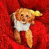 dog, poodle, curly_hair, pet, animal, portrait, sitting, lying_down, sweater, clothing, blanket, red_blanket, plush_toy, duck_toy, toy, indoors, cozy, cute, brown_fur, closeup