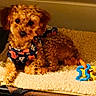 Gigi joined the competition — help win amazing prizes! dog, puppy, curly_fur, brown_fur, small_dog, pet, lying_down, blanket, cozy, indoor, home, couch, dog_clothing, patterned_outfit, toy, plush_toy, colorful, portrait, relaxed, cute