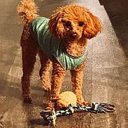 Gigi is registered to the contest to win money with this photo: dog, puppy, curly_hair, brown_fur, green_shirt, clothing, standing, toy, stuffed_animal, indoor, floor, home, portrait, pet, canine, looking_at_camera, floppy_ears, tail, warm_lighting, playful