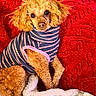 dog, poodle, curly_fur, small_dog, pet, portrait, sitting, sweater, striped_clothing, red_blanket, plush_blanket, cozy, indoor, closeup, brown_fur, floppy_ears, dark_eyes, cute, animal, home_decor