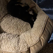 Smokey is registered to the contest to win money with this photo: puppy, dog, sleeping, pet_bed, blanket, plush_toy, carpet, cozy, indoor, resting, black_and_white, small_dog, fur, soft_texture, home, animal, cute, relaxing, comfort, bed