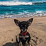 Smokey joined the competition — help win amazing prizes! puppy, dog, chihuahua, beach, sand, ocean, waves, collar, small_dog, outdoor, pet, animal, cute, sitting, sunlight, shadow, water, sky, nature, young_dog