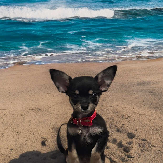 Smokey joined the competition — help win amazing prizes! animal, beach, chihuahua, collar, cute, dog, nature, ocean, outdoor, pet, puppy, sand, shadow, sitting, sky, small_dog, sunlight, water, waves, young_dog