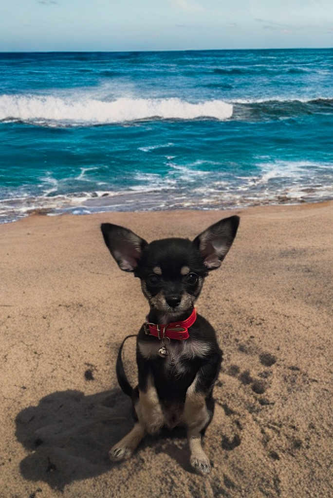 Smokey joined the competition — help win amazing prizes! puppy, dog, chihuahua, beach, sand, ocean, waves, collar, small_dog, outdoor, pet, animal, cute, sitting, sunlight, shadow, water, sky, nature, young_dog