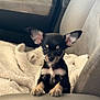 Smokey is registered to the contest to win money with this photo: puppy, dog, car_seat, blanket, small_dog, pet, cute, ears, fur, animal, indoors, leather, beige, black, tan, portrait, young, looking, sitting, vehicle