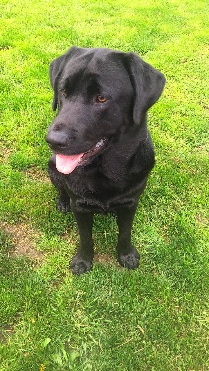 Duke is registered to the contest to win money with this photo: beagador, borador, canidae, carnivore, companion_dog, dog, dog_breed, field_trial, flat_coated_retriever, grass, hunting_dog, labrador_retriever, mammal, patterdale_terrier, pointing_breed, rare_breed_dog, retriever, snout, sporting_group, vertebrate