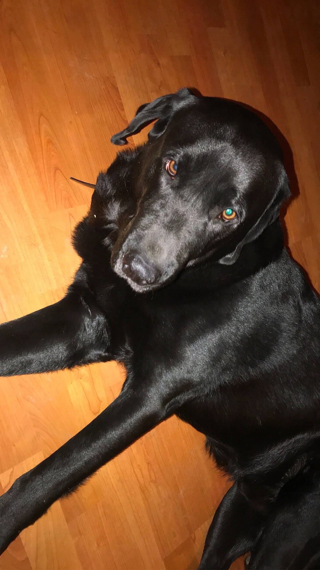 Duke is registered to the contest to win money with this photo: beagador, black, borador, canidae, carnivore, dog, dog_breed, flat_coated_retriever, formosan_mountain_dog, hunting_dog, labrador_retriever, patterdale_terrier, retriever, snout, sporting_group