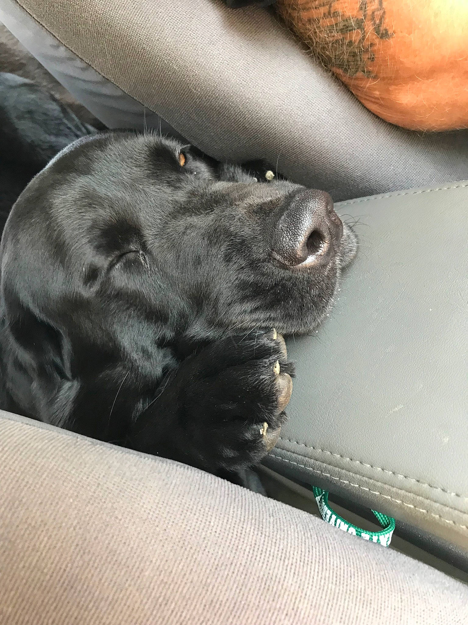 Duke is registered to the contest to win money with this photo: canidae, carnivore, companion_dog, dog, dog_breed, great_dane, guard_dog, labrador_retriever, pointing_breed, puppy, retriever, snout, sporting_group