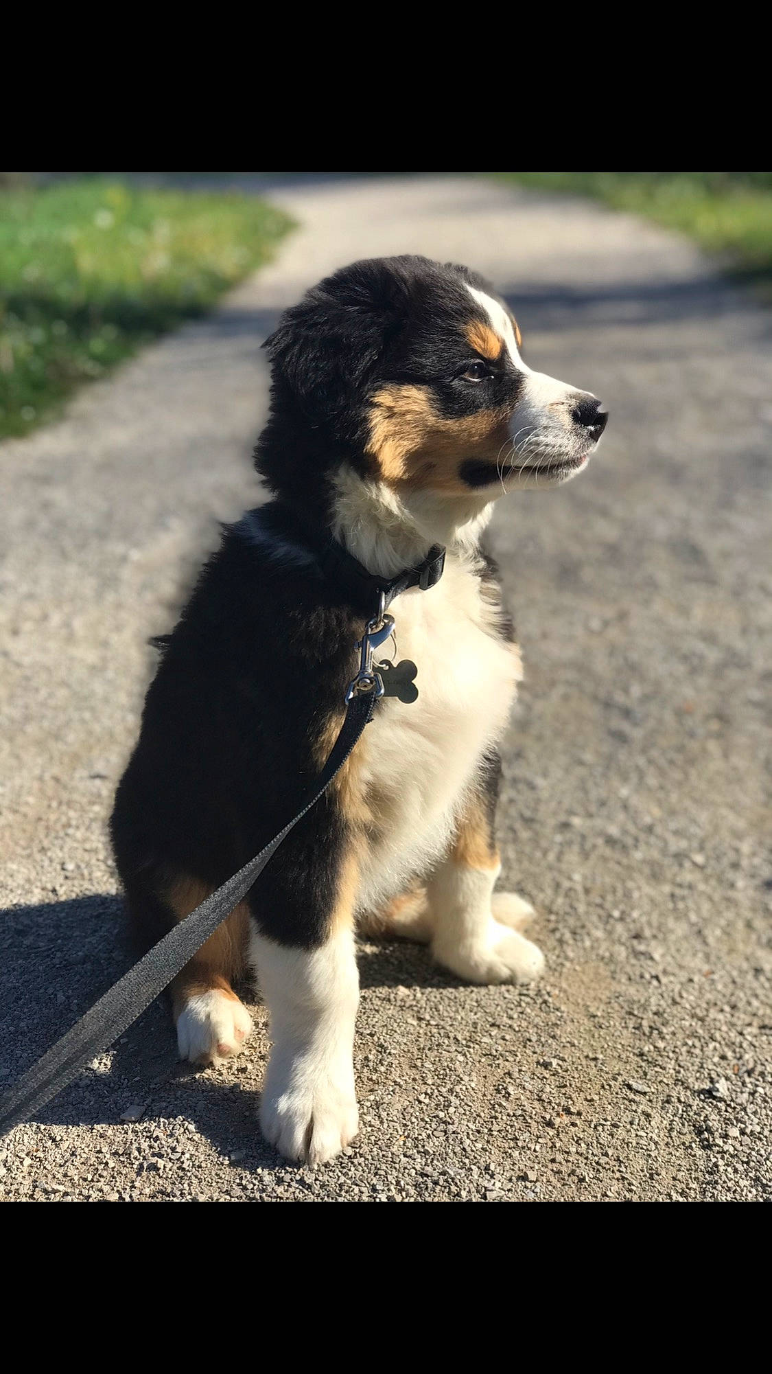 Oakley joined the competition — help win amazing prizes! australian_collie, australian_shepherd, border_collie, canidae, carnivore, companion_dog, dog, dog_breed, english_shepherd, mammal, miniature_australian_shepherd, puppy, rare_breed_dog, small_greek_domestic_dog, snout, sporting_group, vertebrate, welsh_sheepdog, working_dog