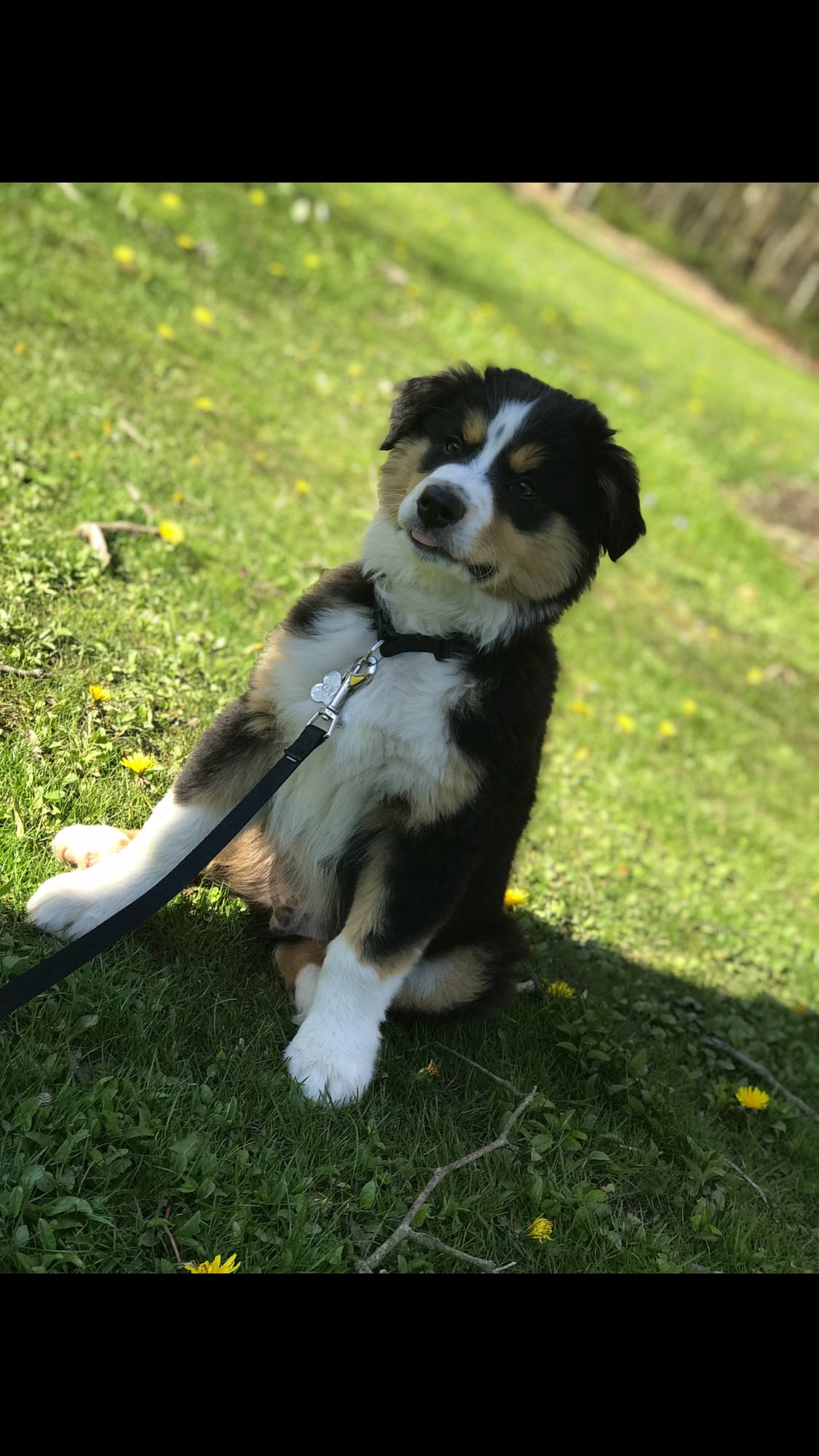 Oakley is registered to the contest to win money with this photo: australian_shepherd, bernese_mountain_dog, border_collie, canidae, carnivore, companion_dog, dog, dog_breed, english_shepherd, herding_dog, mammal, miniature_australian_shepherd, puppy, rare_breed_dog, snout, sporting_group, tail, vertebrate, welsh_sheepdog, working_dog