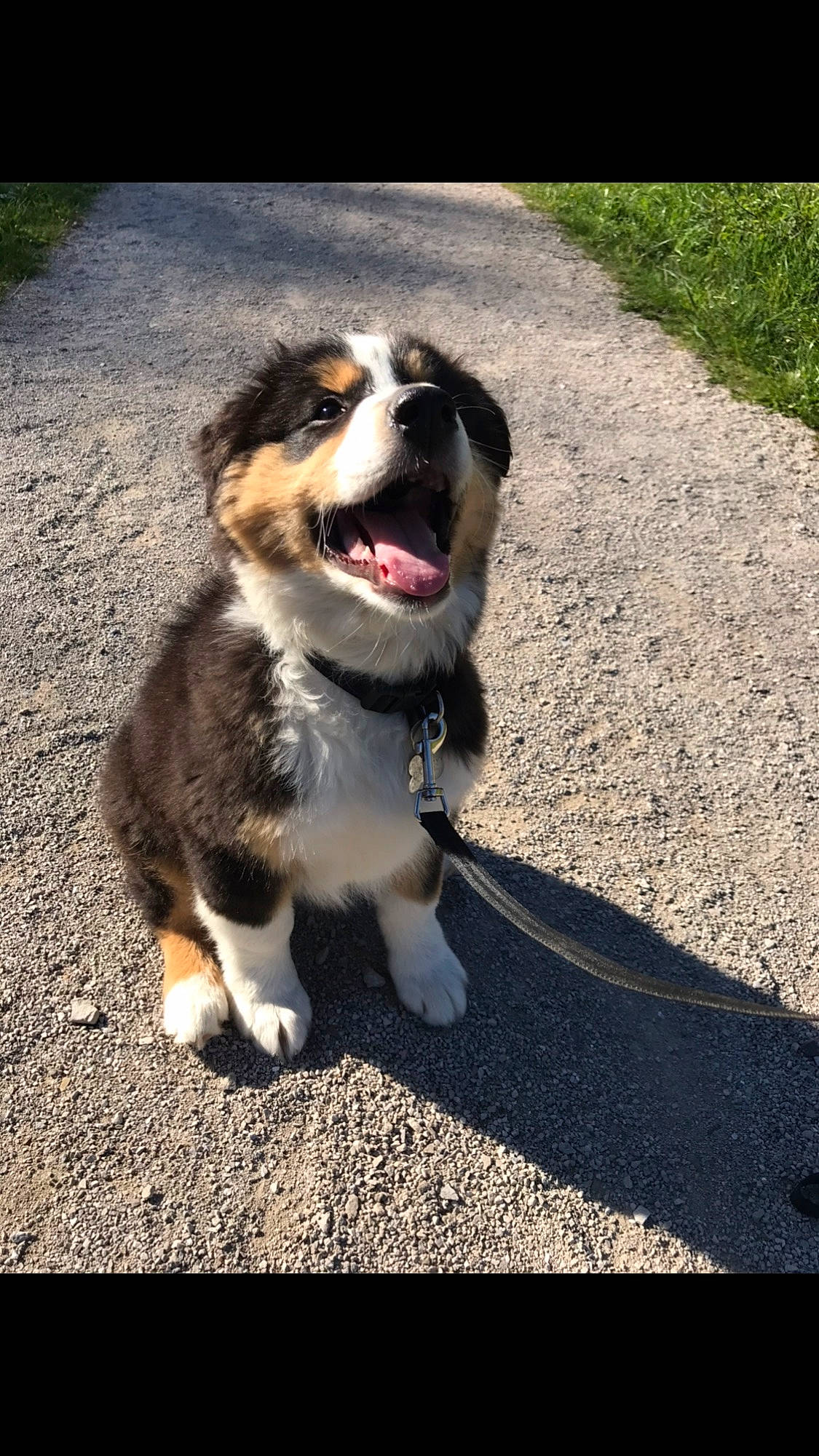 Oakley is registered to the contest to win money with this photo: australian_collie, australian_shepherd, bernese_mountain_dog, canidae, carnivore, companion_dog, dog, dog_breed, english_shepherd, fawn, herding_dog, mammal, miniature_australian_shepherd, rare_breed_dog, snout, sporting_group, vertebrate, welsh_sheepdog