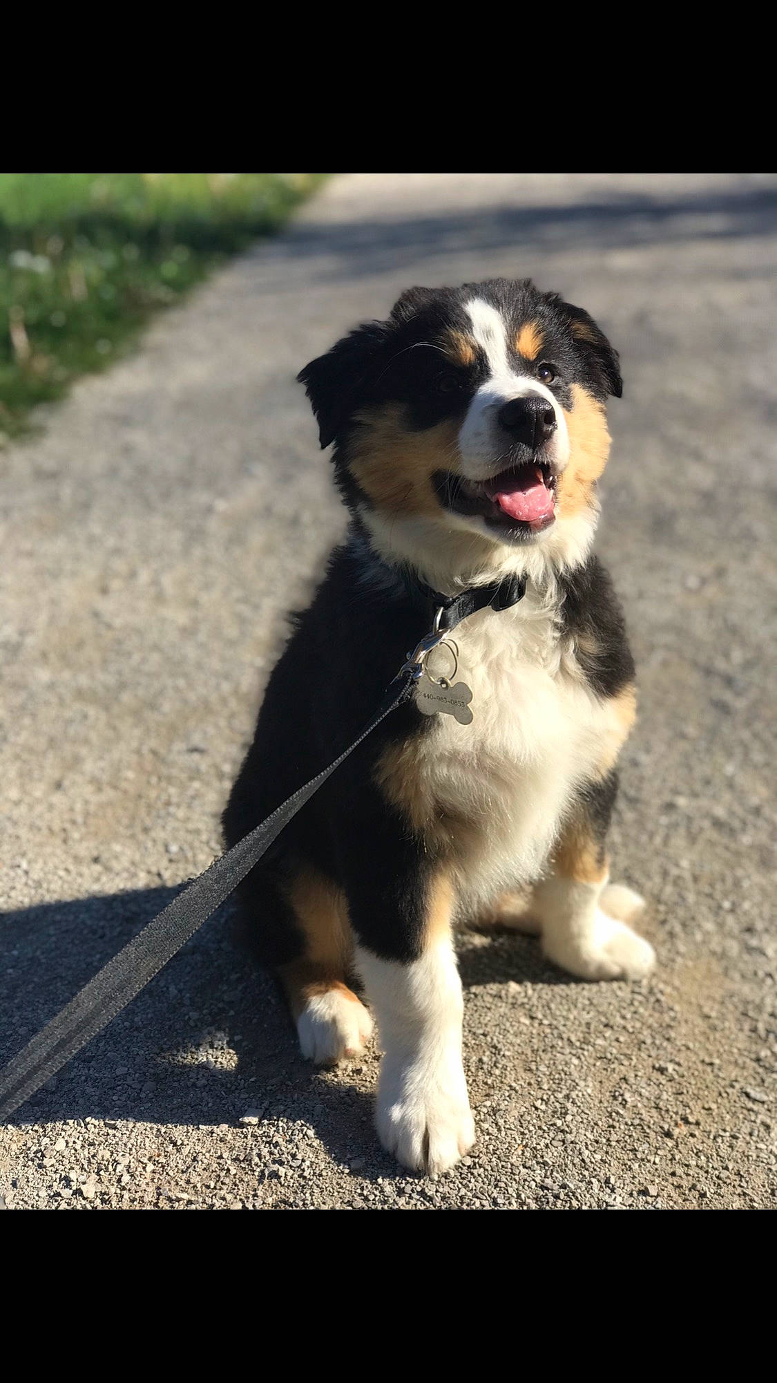 Oakley joined the competition — help win amazing prizes! australian_collie, australian_shepherd, bernese_mountain_dog, border_collie, canidae, carnivore, companion_dog, dog, dog_breed, english_shepherd, herding_dog, mammal, miniature_australian_shepherd, puppy, rare_breed_dog, snout, sporting_group, vertebrate, welsh_sheepdog, working_dog