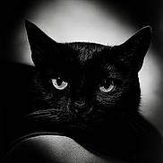Miu Miu participe au concours pour gagner de l'argent avec cette photo : black_cat, cat, animal, pet, portrait, close_up, whiskers, eyes, face, dark, shadow, lighting, texture, mystery, feline, black_fur, indoor, focus, contrast, monochrome