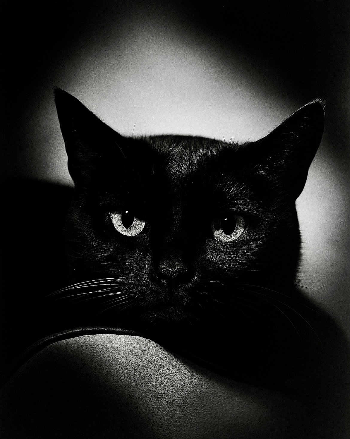Miu Miu participe au concours pour gagner de l'argent avec cette photo : black_cat, cat, animal, pet, portrait, close_up, whiskers, eyes, face, dark, shadow, lighting, texture, mystery, feline, black_fur, indoor, focus, contrast, monochrome