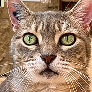 Nanus a rejoint le concours — aidez-le/la à gagner de superbes lots ! alert, animal, background, cat, close_up, cute, ears, face, feline, focus, fur, gray_fur, green_eyes, indoor, nose, pet, portrait, soft_light, tabby, whiskers