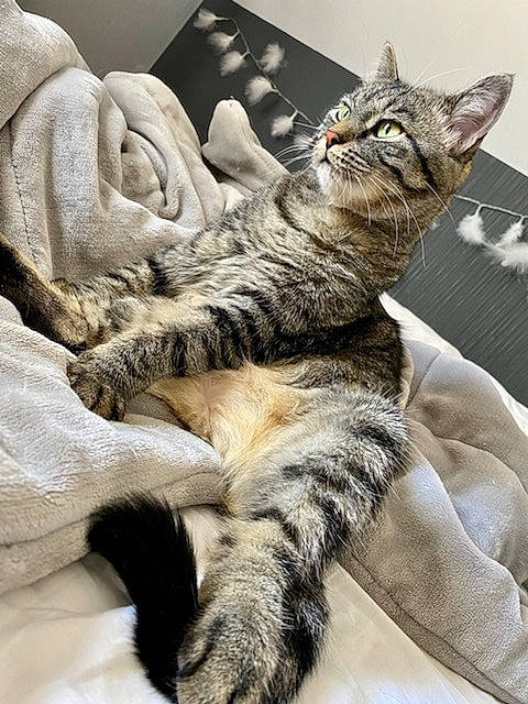 Pluche participe au concours pour gagner de l'argent avec cette photo : carnivore, cat, claw, comfort, domestic_short_haired_cat, felidae, fur, gesture, grey, linens, nap, paw, sleep, small_to_medium_sized_cats, snout, tail, terrestrial_animal, whiskers
