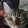 George is registered to the contest to win money with this photo: cat, tabby_cat, pet, animal, sleeping, closed_eyes, whiskers, ears, pink_nose, striped_fur, feline, close_up, portrait, relaxed, cozy, blanket, indoor, resting, brown_fur, face