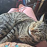 George joined the competition — help win amazing prizes! cat, tabby_cat, sleeping, pet, animal, feline, whiskers, striped_fur, closed_eyes, relaxed, resting, car, vehicle, lap, person, pink_clothing, seatbelt, cable, indoor, close_up