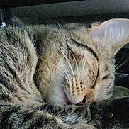 George joined the competition — help win amazing prizes! cat, orange_tabby, sleeping, curled_up, furry, whiskers, ears, closed_eyes, pet, animal, cozy, blanket, fuzzy_texture, indoors, close_up, portrait, relaxed, dark_background, low_light, cuddly