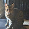 cat, kitten, tabby, striped_fur, sitting, standing_pose, animal, pet, feline, green_eyes, ears, whiskers, paws, tail, indoor, window, sunlight, shadows, floor, curious