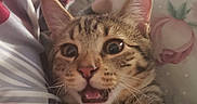 George joined the competition — help win amazing prizes! cat, kitten, tabby, pet, animal, feline, portrait, close_up, lying_down, open_mouth, meowing, wide_eyes, whiskers, paws, fur, striped_fur, indoor, bed, bedding, cozy