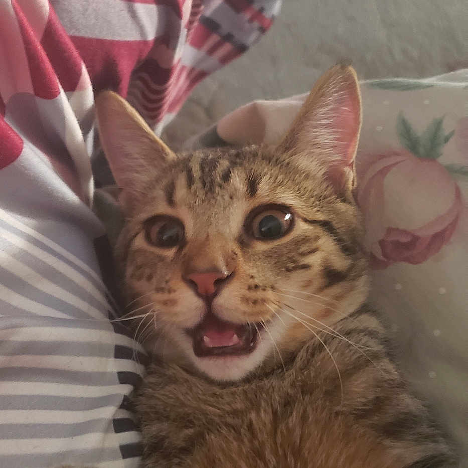 George joined the competition — help win amazing prizes! cat, kitten, tabby, pet, animal, feline, portrait, close_up, lying_down, open_mouth, meowing, wide_eyes, whiskers, paws, fur, striped_fur, indoor, bed, bedding, cozy