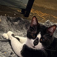 Oreo is registered to the contest to win money with this photo: animal, black_and_white, cat, closeup, cozy, curious, domestic, ears, eyes, feline, floor, fur, household, indoor, laying, mammal, pet, relaxed, rug, whiskers