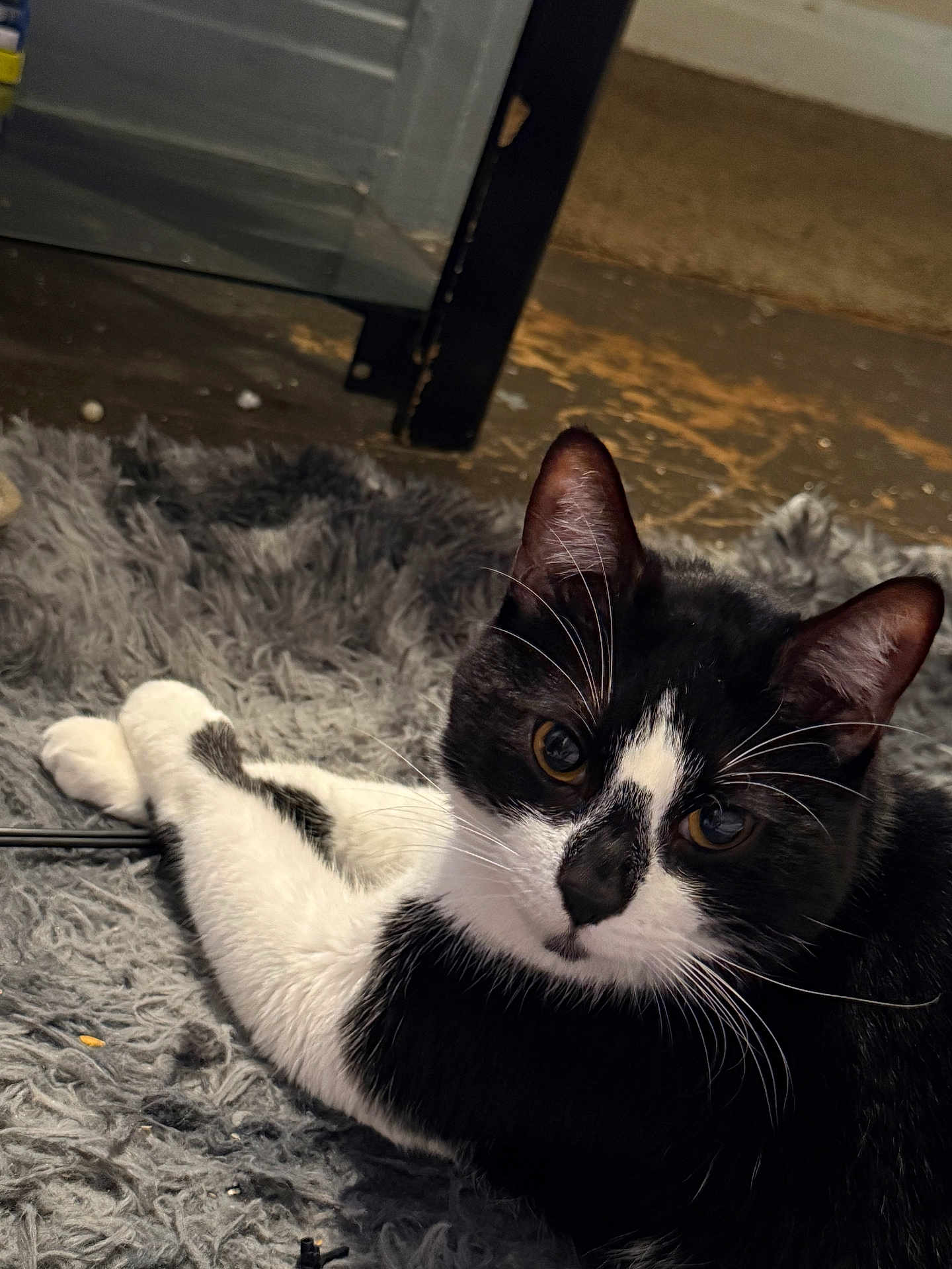 Oreo