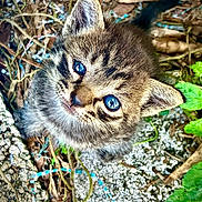 Lilo is registered to the contest to win money with this photo: adorable, animal, blue_eyes, cat, close_up, curious, cute, fur, furry, ground, kitten, leaves, nature, outdoor, pet, small, tabby, twigs, whiskers, young