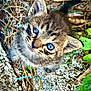 adorable, animal, blue_eyes, cat, close_up, curious, cute, fur, furry, ground, kitten, leaves, nature, outdoor, pet, small, tabby, twigs, whiskers, young