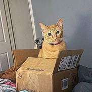 Finnegan joined the competition — help win amazing prizes! cat, orange_cat, feline, pet, animal, box, cardboard, shipping_box, indoors, bedroom, bed, blankets, collar, portrait, sitting, looking_at_camera, wide_eyes, whiskers, tabby, home